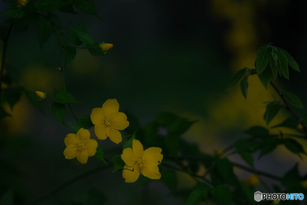 木陰で
