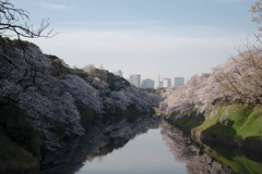 早朝の千鳥ヶ淵