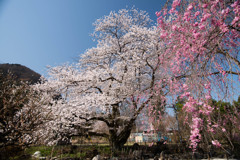 枝垂れ桜を愛でて