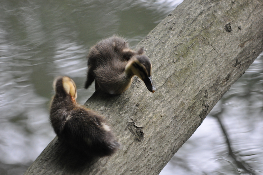 オッと！　DSC_0066