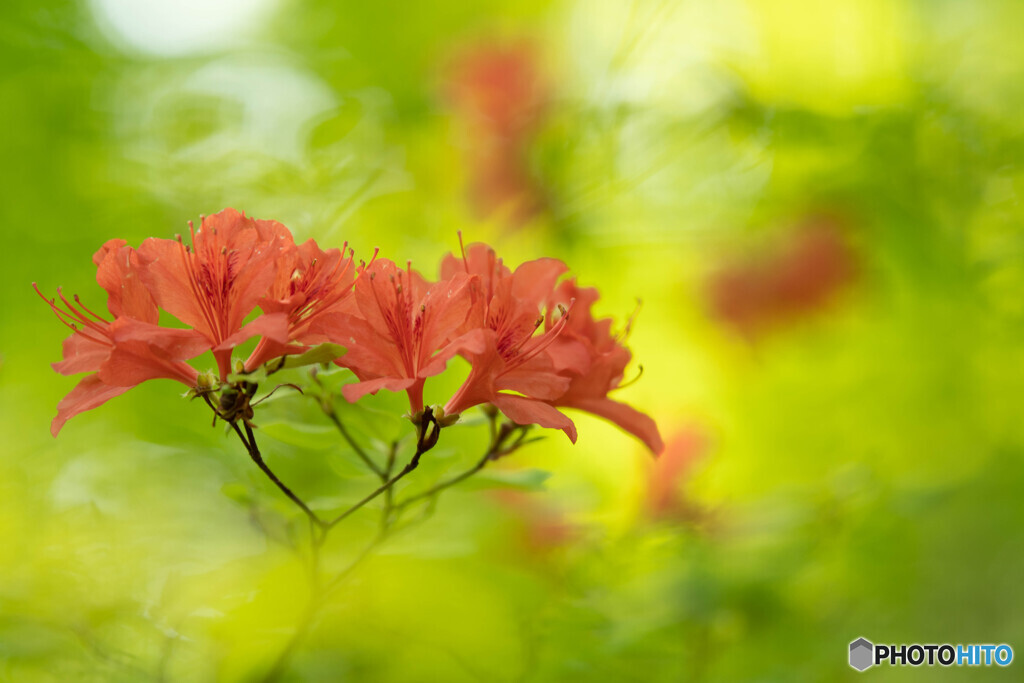 紅色