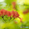 紅色