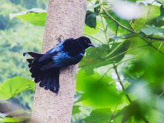 カンムリオウチュウ　その２