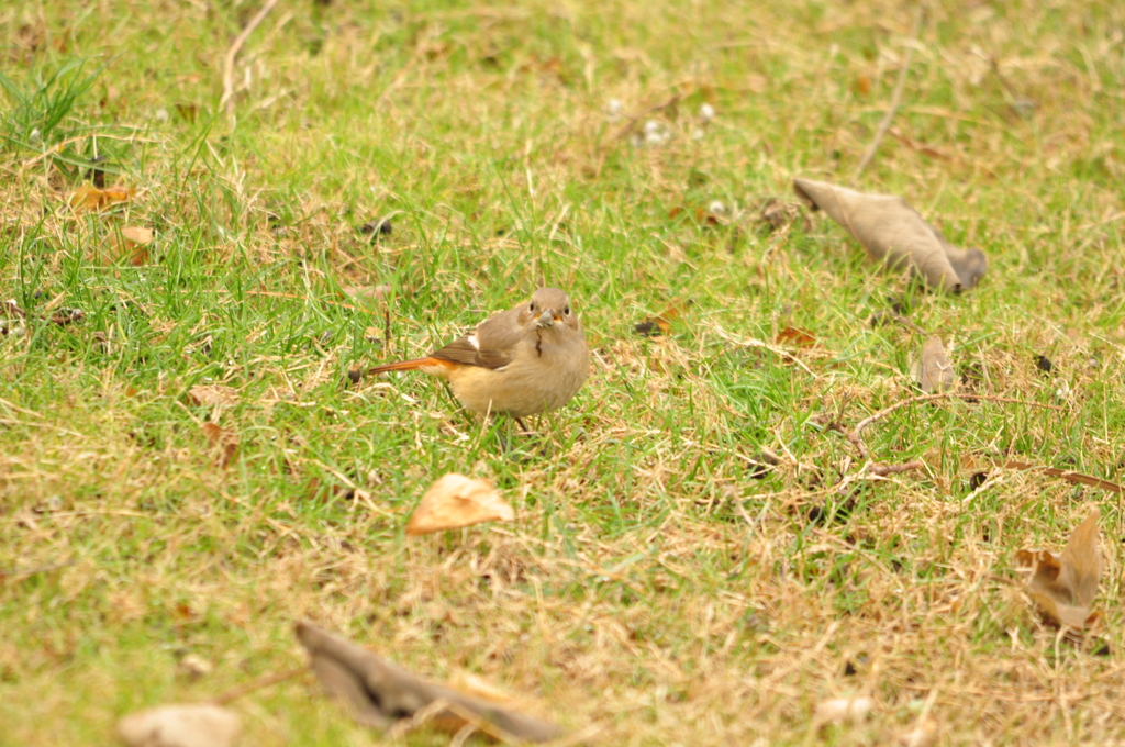 食事中だよ！　DSC_0576