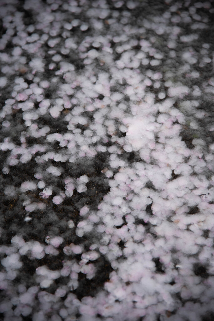 雪に埋もれて