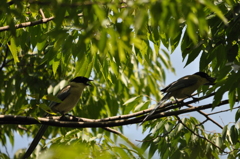 好きだヨ～！DSC_0311