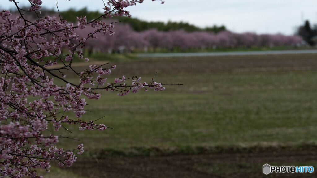 桜並木