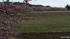 桜並木
