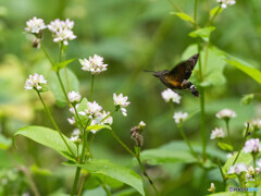 蜜を求めて