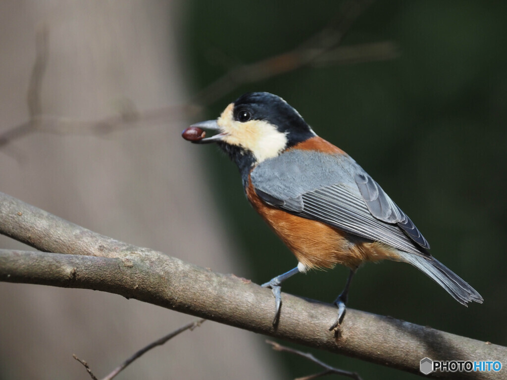 木の実を探し当て