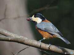 木の実を探し当て