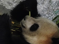 瞳