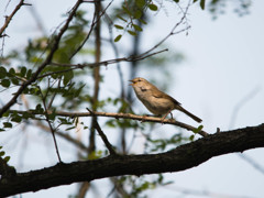 鳴かずにはいられない