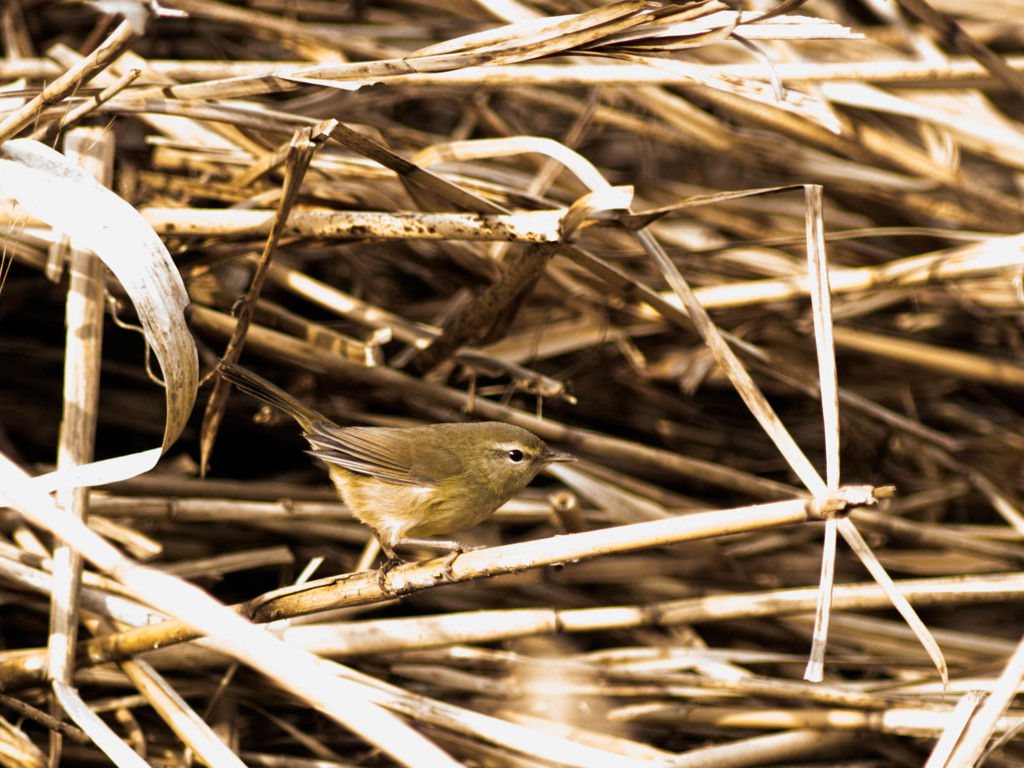 葦の中からチェ　チェ