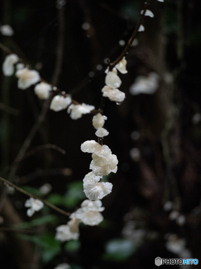 花？でしょうか？