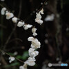 花？でしょうか？