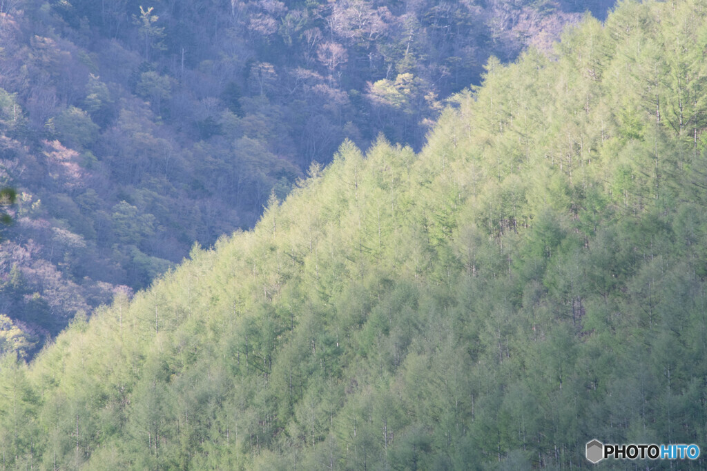芽吹きの頃