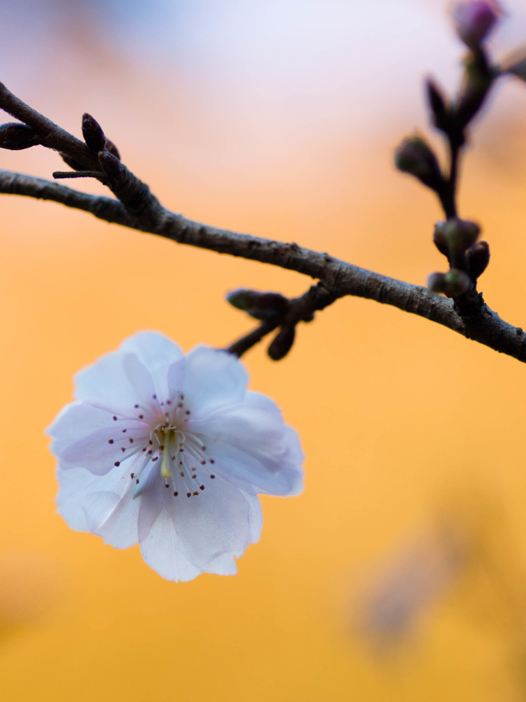 冬桜