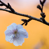 冬桜