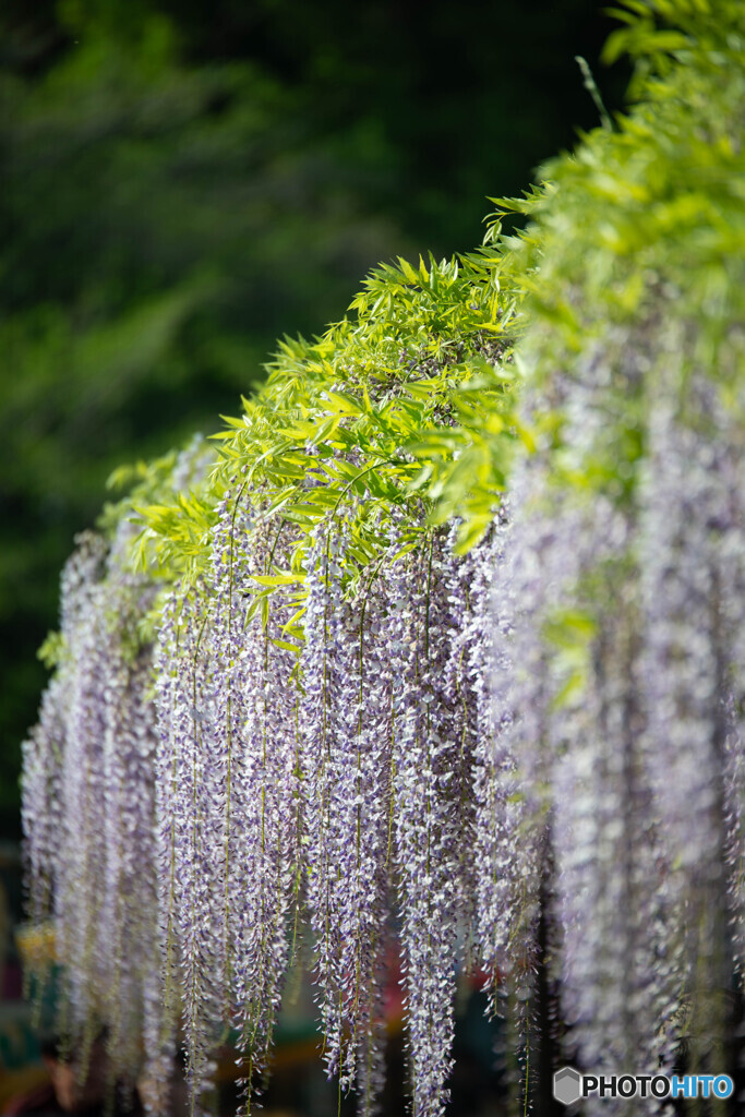 藤色の滝