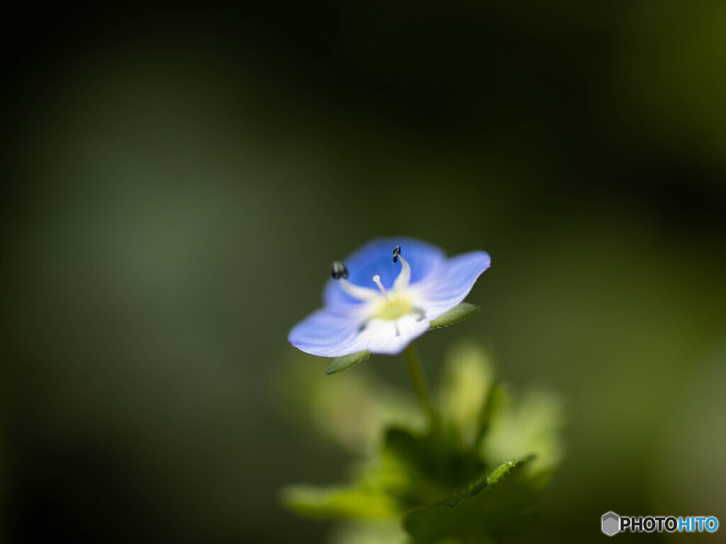 小さな花