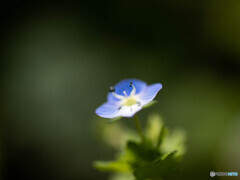 小さな花