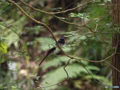 憧れのサンコチョウ