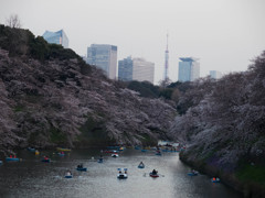 千鳥ヶ淵に咲く　No.4