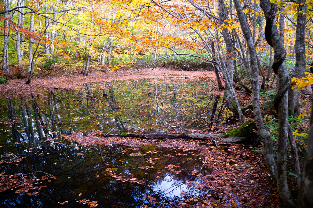 池の秋