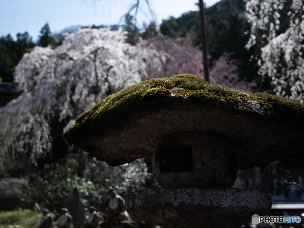 苔むして