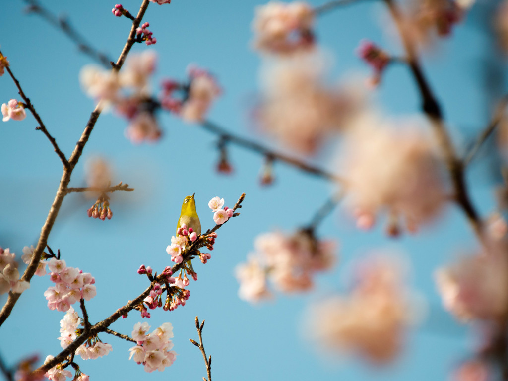 桜にメジロ