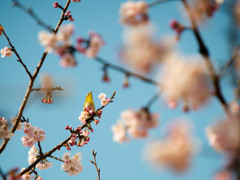桜にメジロ
