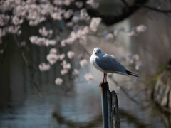 大空を夢見て