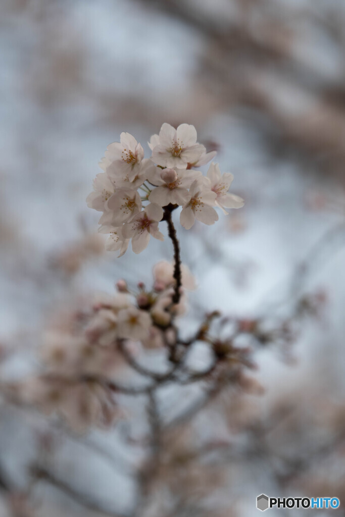 桜咲く