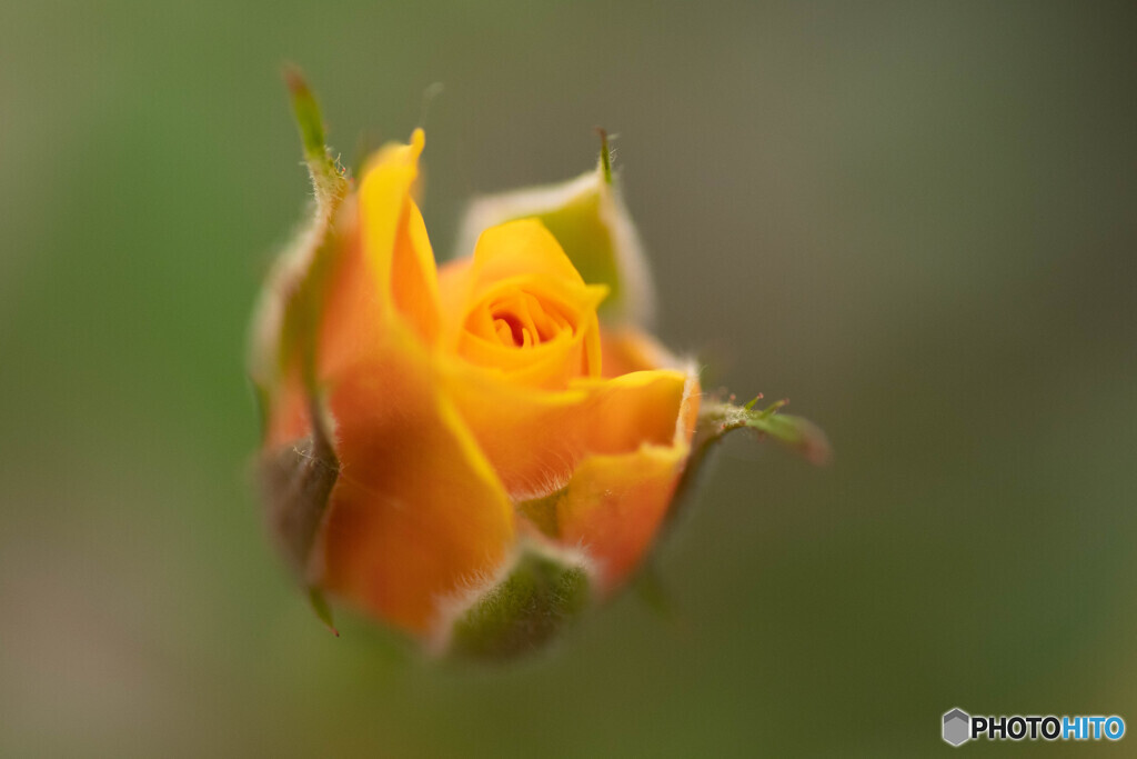 小さな薔薇に