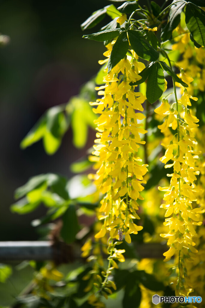 黄色の藤の花