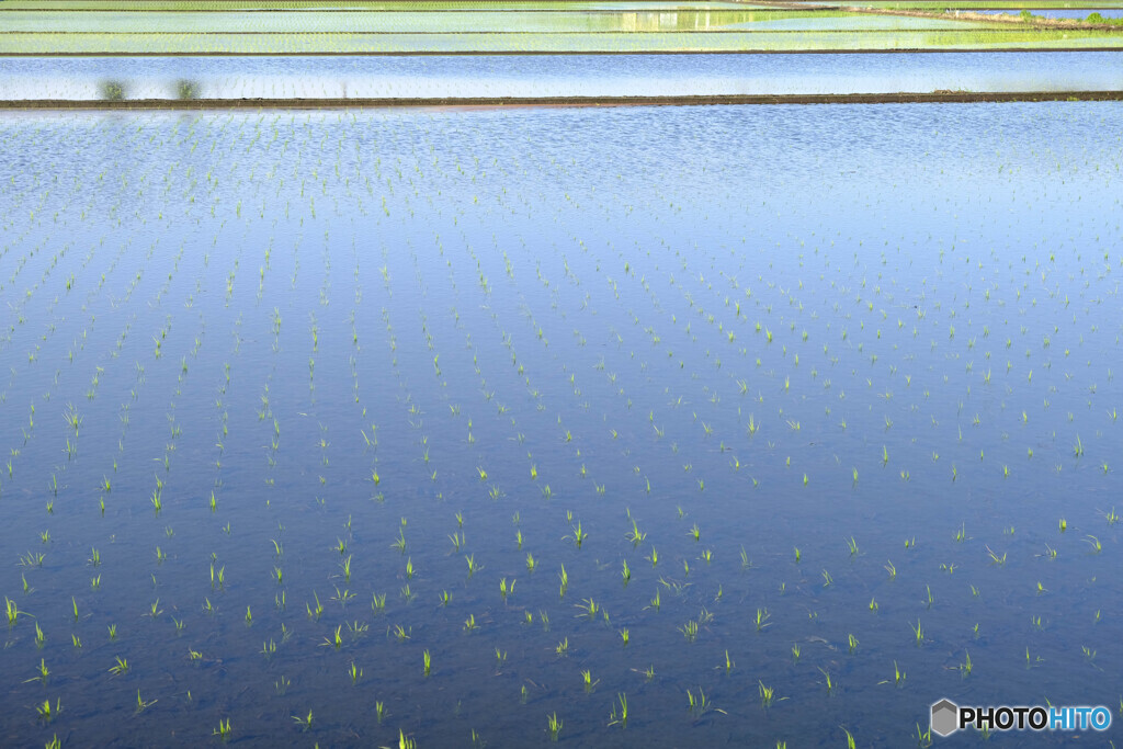 清々しい水田