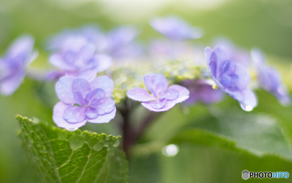 梅雨時