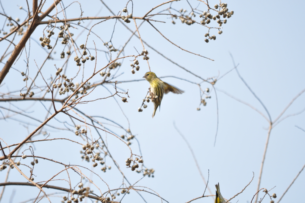 オットット！DSC_0475