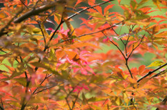 夏モミジ 夏モミジ