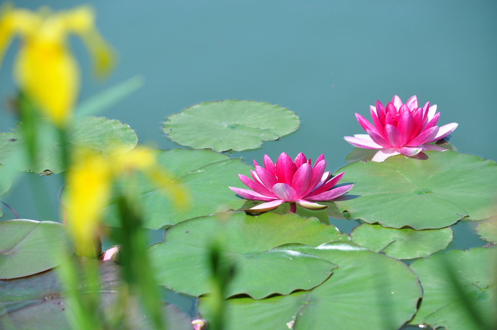 睡蓮　DSC_0473-2517