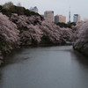 千鳥ヶ淵に咲く　No.6