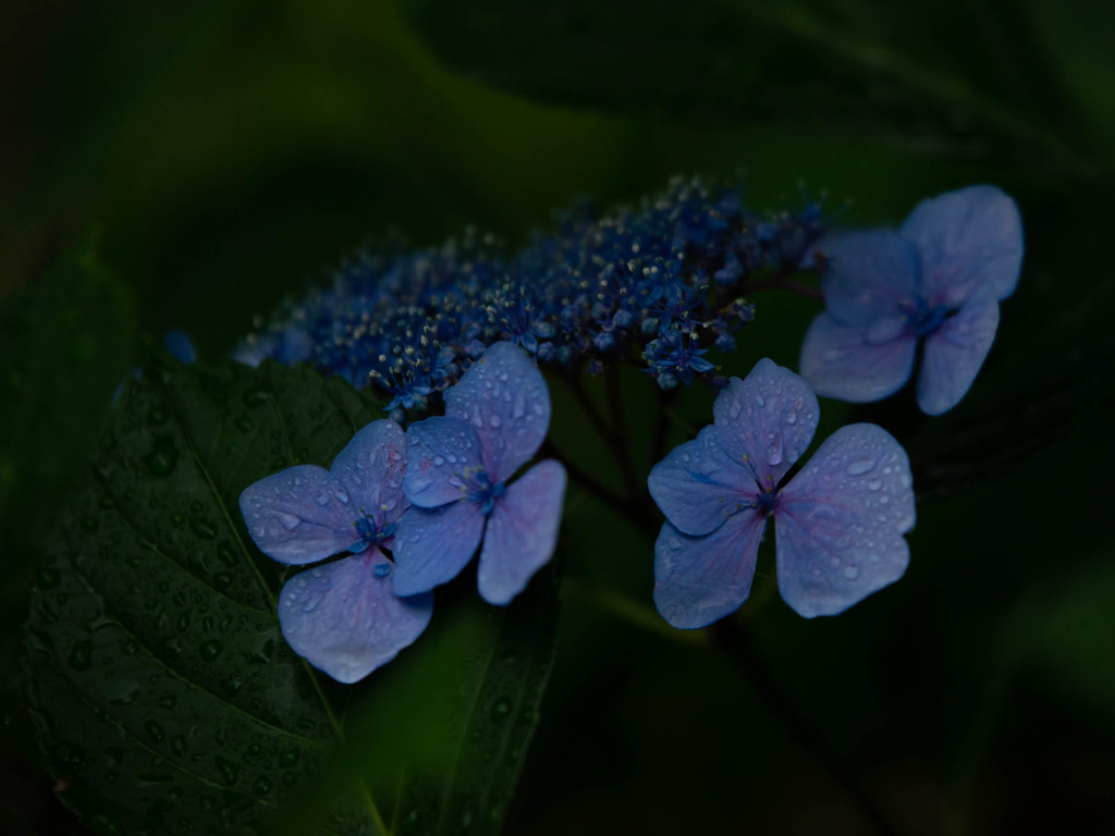 雨