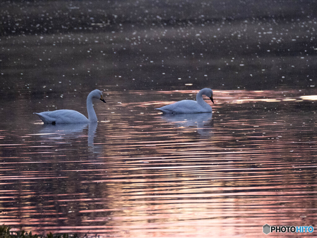 朝焼けの水面に