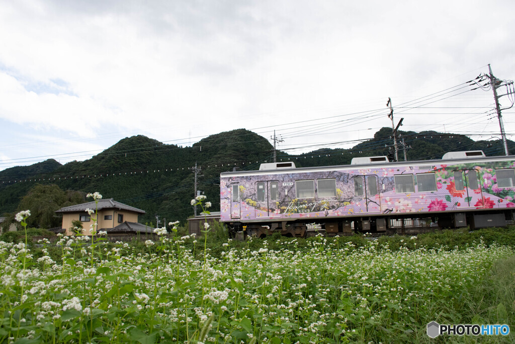 そば畑と電車