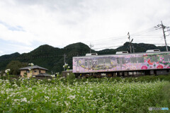 そば畑と電車