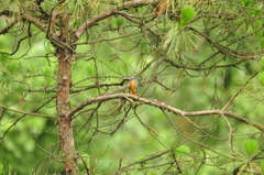 ゲット！！DSC_0229