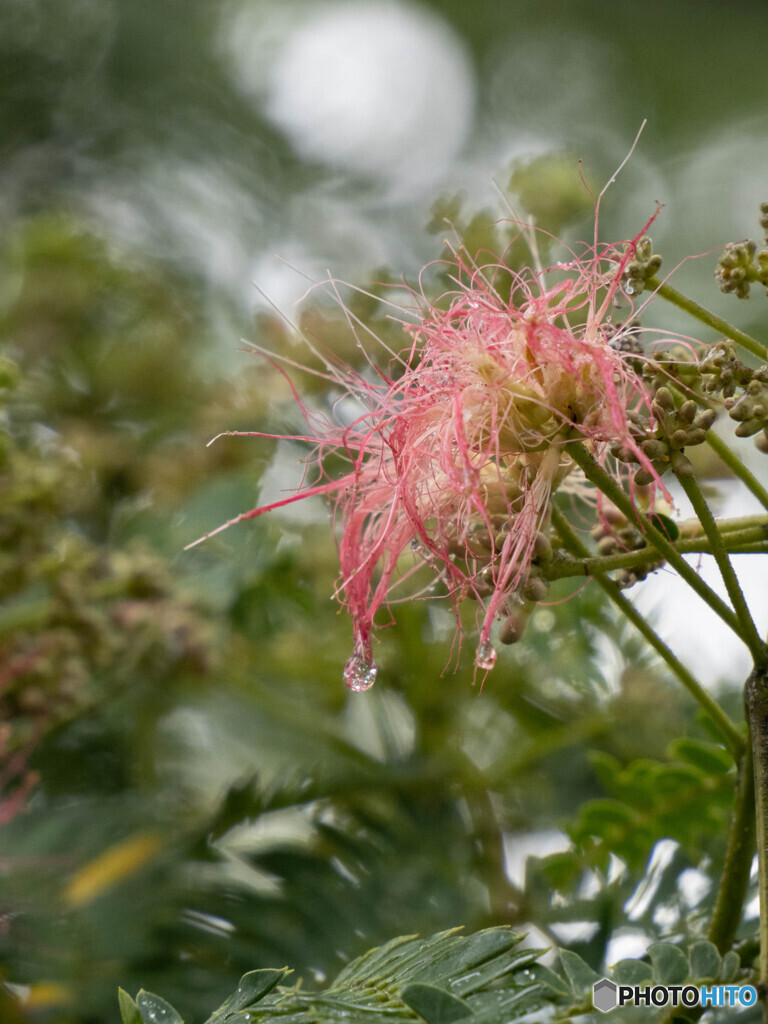 雨上がり