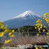 冠雪した富士山を眺めつつ