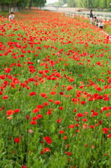 ポピーに誘われて